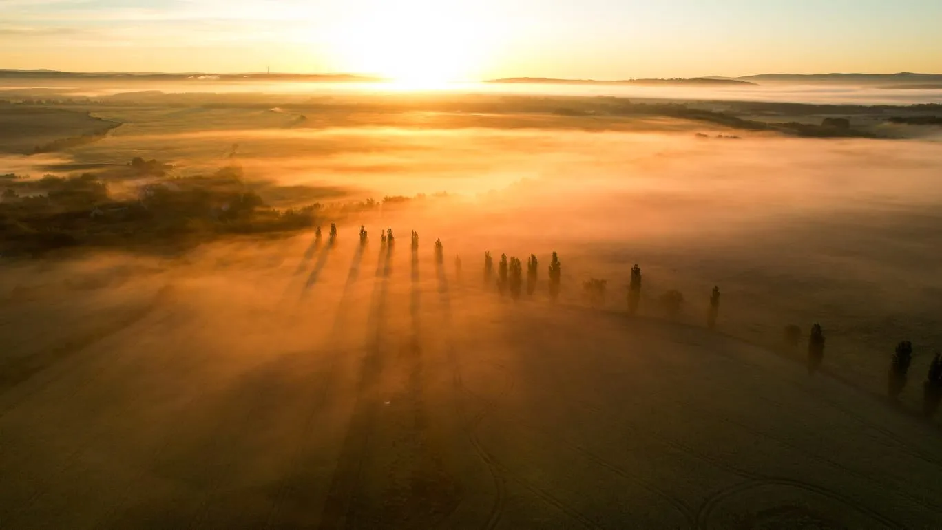 A row of trees in ground fog, long shadows against the low morning sun