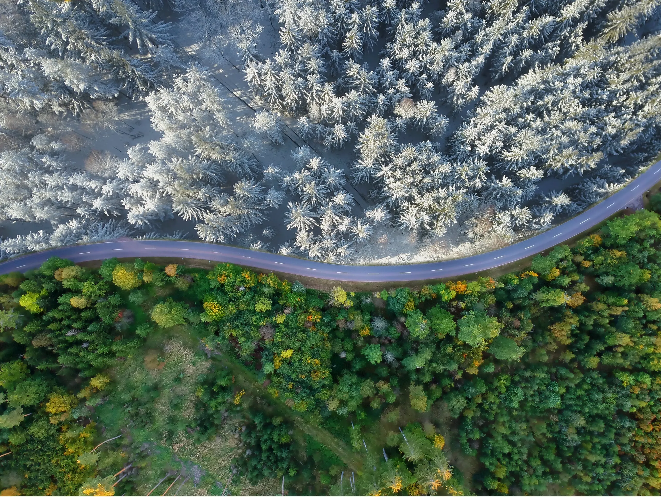 A road divides a frosted forest from one in autumn colours, from straight above
