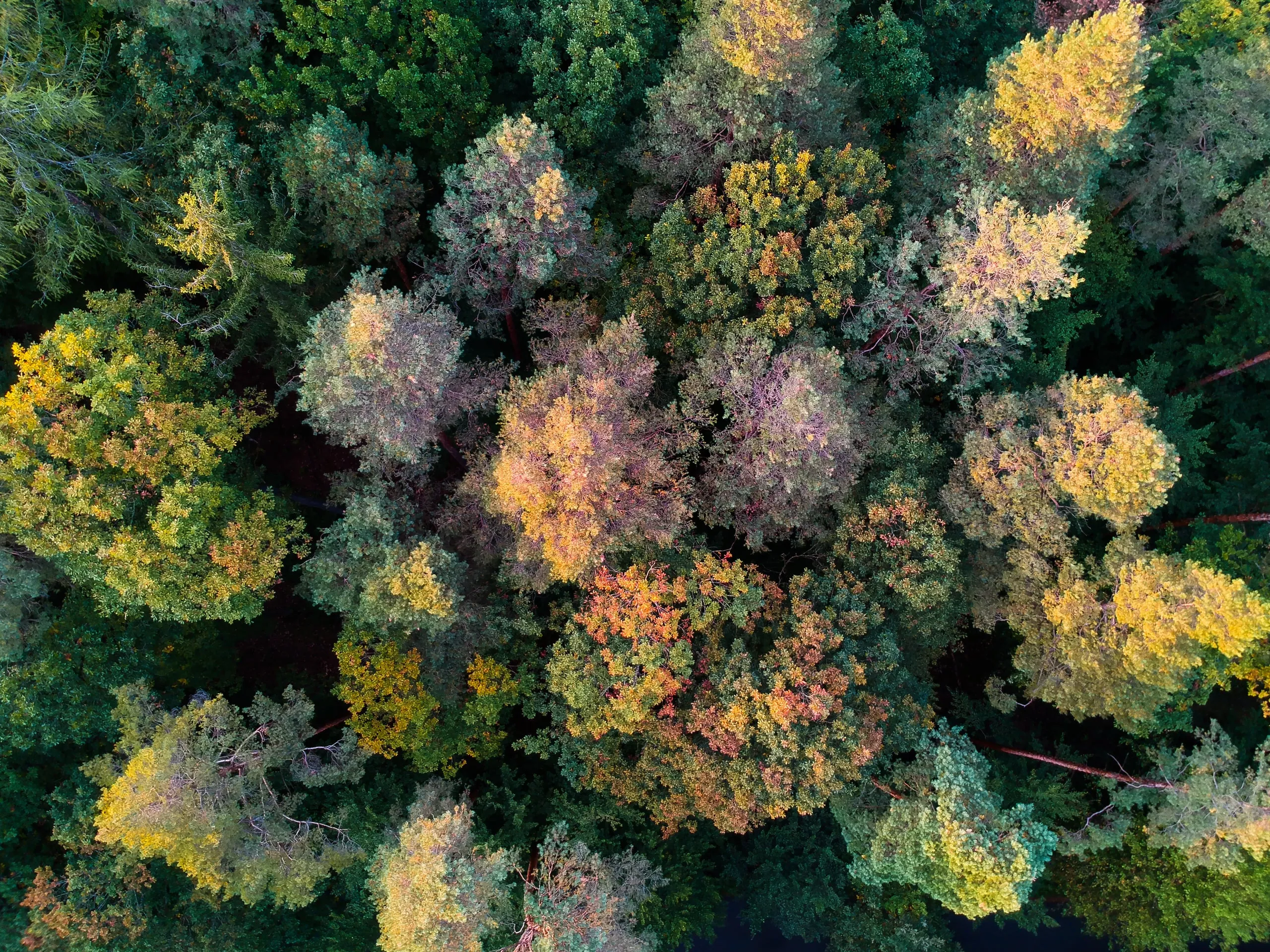 Treetops in autumn colours, from straight above