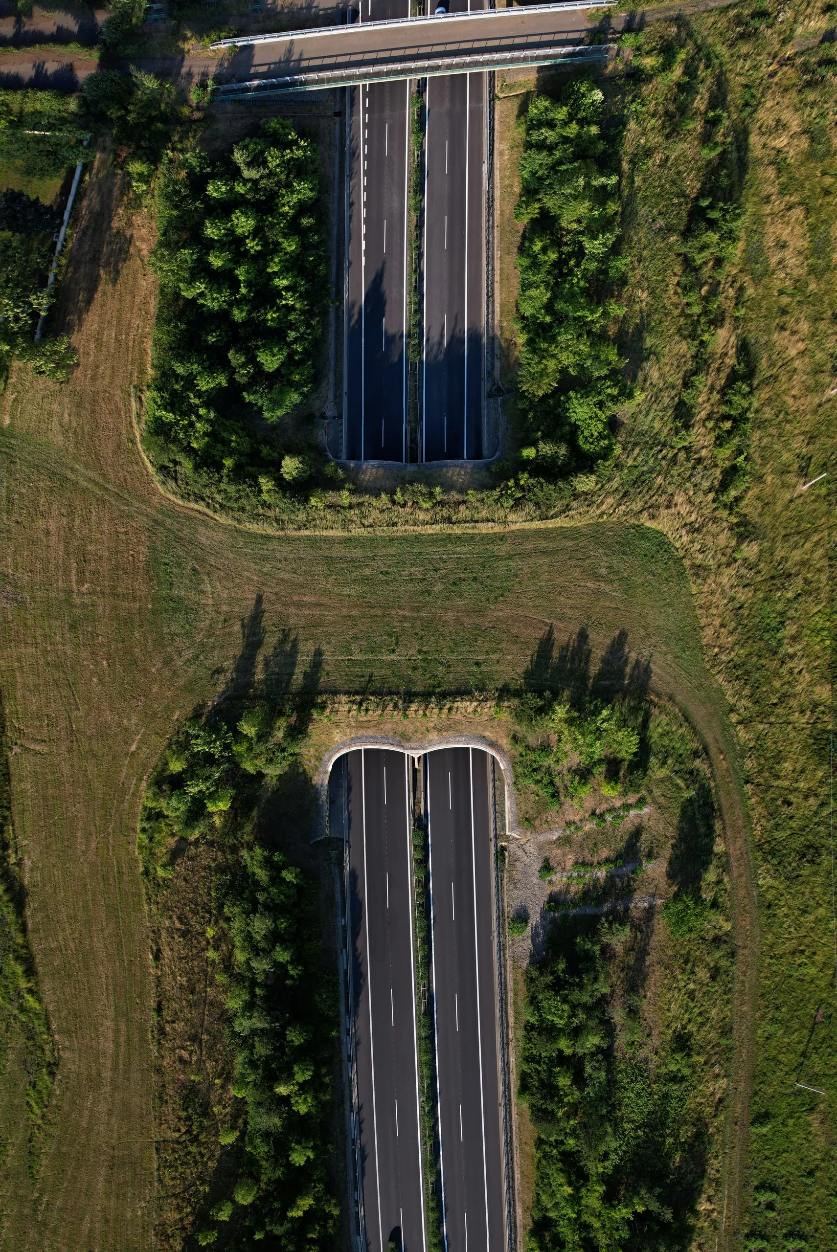 Green wildlife bridges over a motorway, from straight above